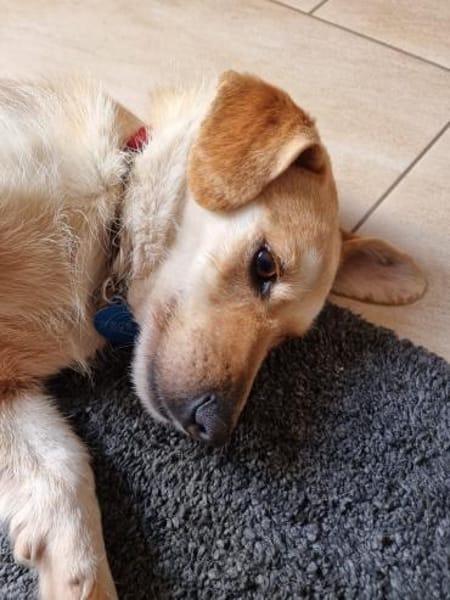Vigo  - kleiner Hund sucht Zuhause