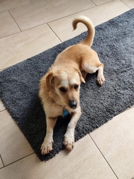 Vigo  - kleiner Hund sucht Zuhause