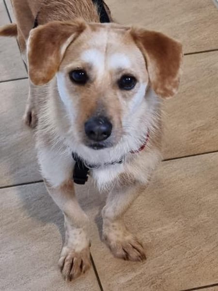 Vigo  - kleiner Hund sucht Zuhause