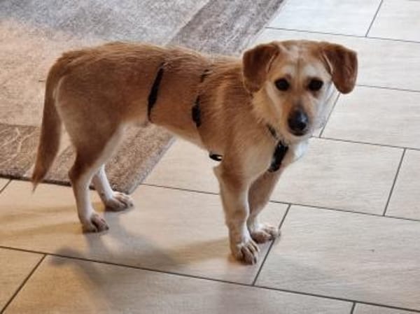 Vigo  - kleiner Hund sucht Zuhause