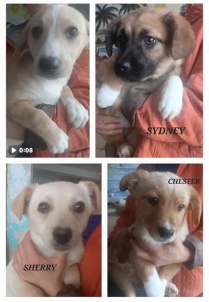 VERMITTLUNGSHILFE Bezaubernde Welpen