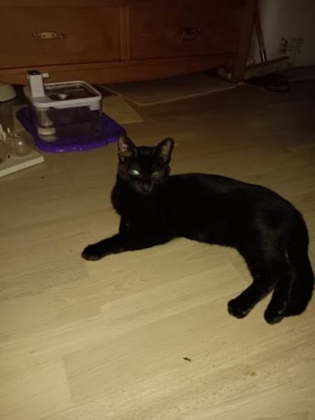 Zuhause gesucht für Findus & Muffin