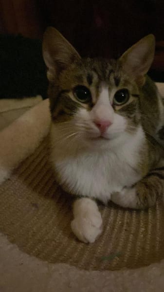 Zuhause gesucht für Findus & Muffin