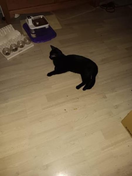 Zuhause gesucht für Findus & Muffin