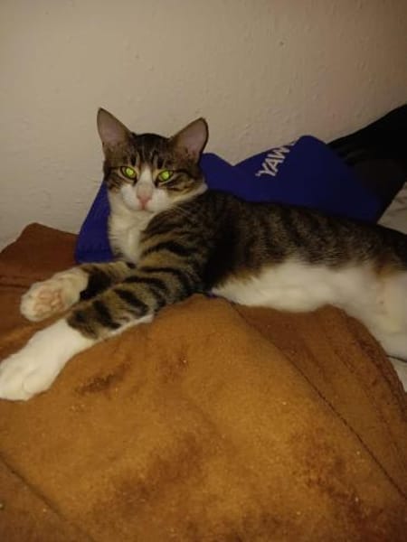 Zuhause gesucht für Findus & Muffin