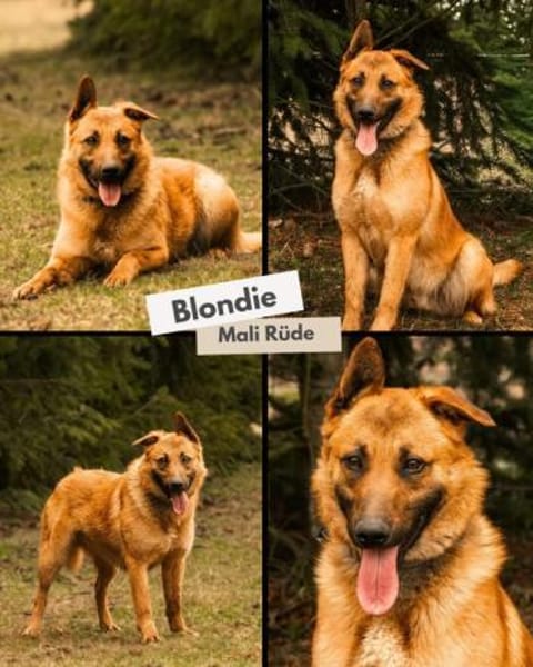 Blondie - aufgeweckt und sportlich