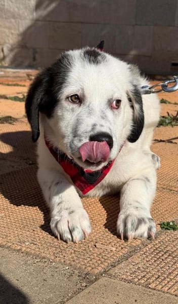 Nelly, eine süße Knutschkugel