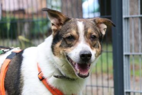 Bobby, sensibel su. ruhiges Zuhause