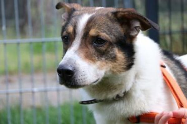 Bobby, sensibel su. ruhiges Zuhause