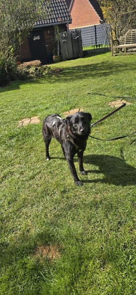 Biene - Schüchterne sucht ruhiges Umfeld