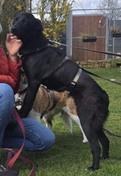 Biene - Schüchterne sucht ruhiges Umfeld