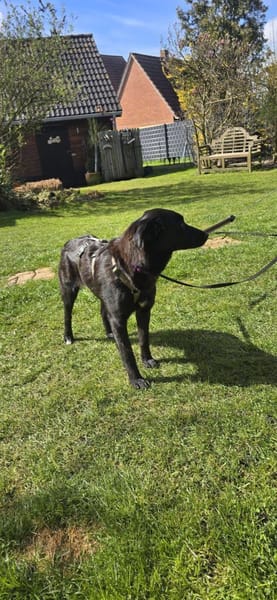 Biene - Schüchterne sucht ruhiges Umfeld