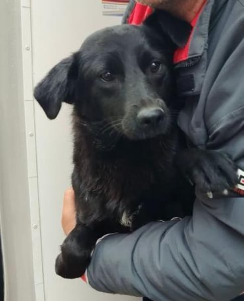 Biene - Schüchterne sucht ruhiges Umfeld