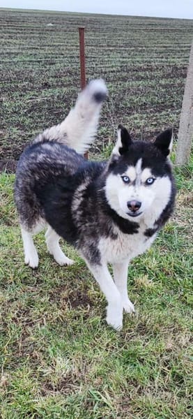 Agile, ältere Husky Hündin