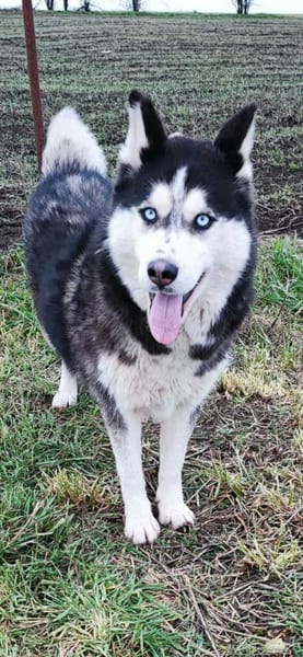 Agile, ältere Husky Hündin