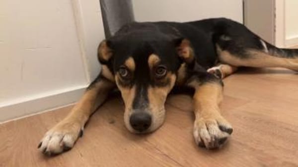 Aarne sucht Erfahrene Menschen