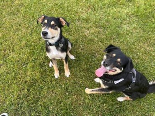 Aarne sucht Erfahrene Menschen