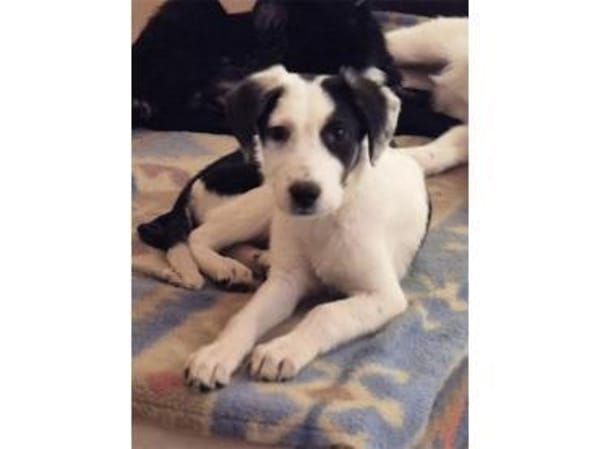 Emily - wartet in 96160 Geiselwind