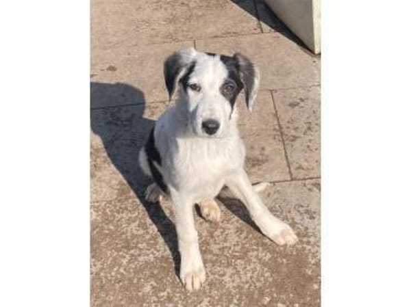 Emily - wartet in 96160 Geiselwind