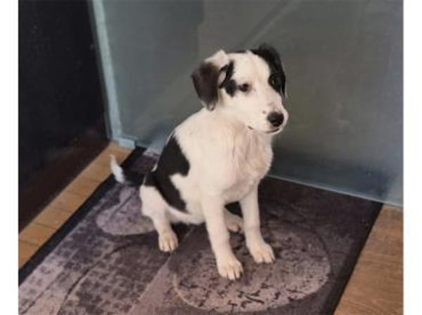 Emily - wartet in 96160 Geiselwind