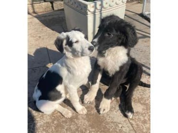 Emily - wartet in 96160 Geiselwind