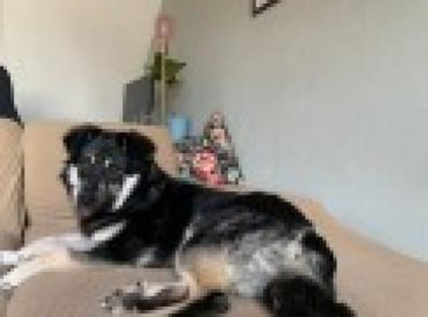 Filou sucht einen Garten