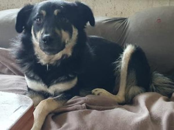 Filou sucht einen Garten