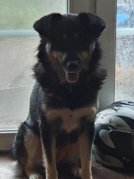 Filou sucht einen Garten