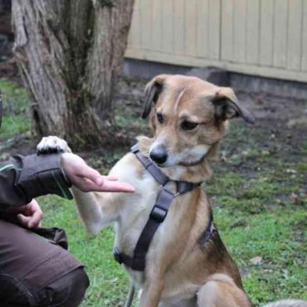 Igor,ruhig, klug u. bereit für sein Zuha