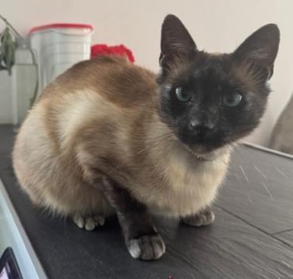 Yoki eine Bilderbuchkatze in Bayern