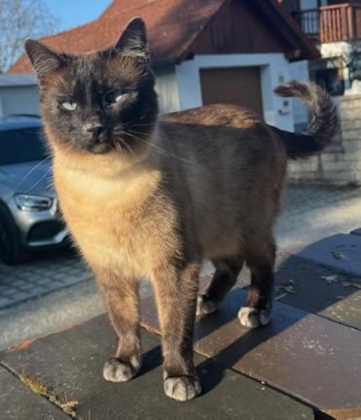 Yoki eine Bilderbuchkatze in Bayern