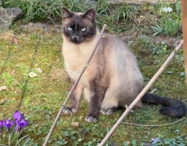 Yoki eine Bilderbuchkatze in Bayern