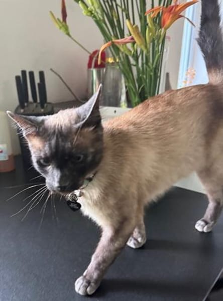 Yoki eine Bilderbuchkatze in Bayern