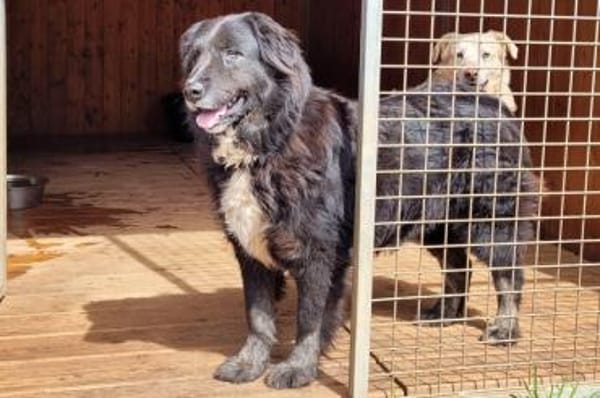 Naomi - wartet in 69469 Weinheim