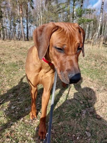 Kijano sucht sein Traumschloss