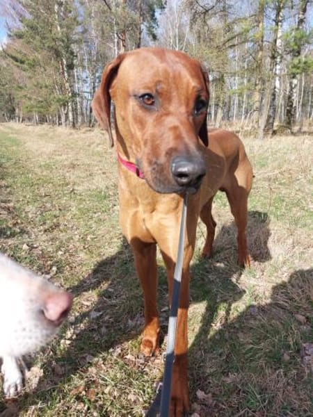 Kijano sucht sein Traumschloss