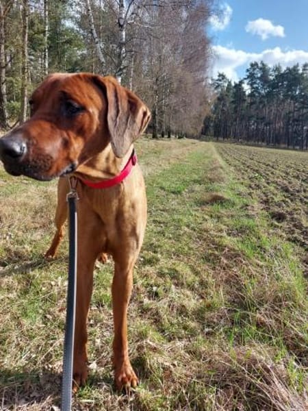 Kijano sucht sein Traumschloss