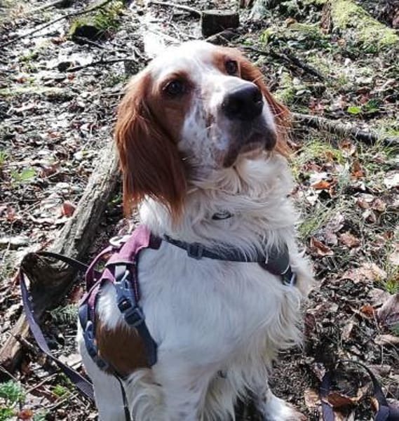 Setterjunge Giannios sucht Traumzuhause