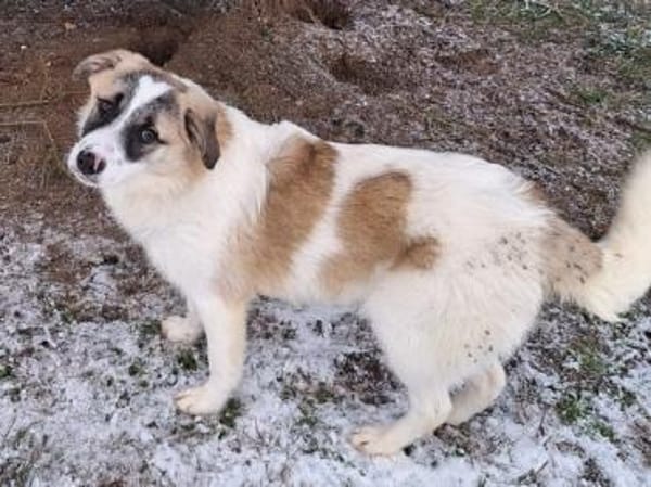 ELFIE -rundum tolles Hundekind-