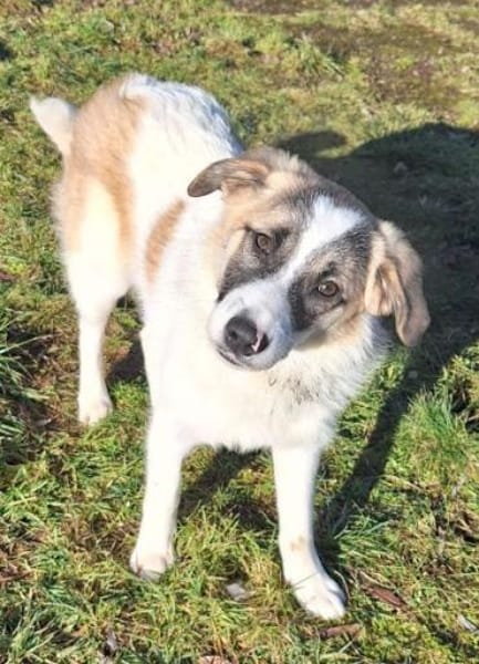 ELFIE -rundum tolles Hundekind-