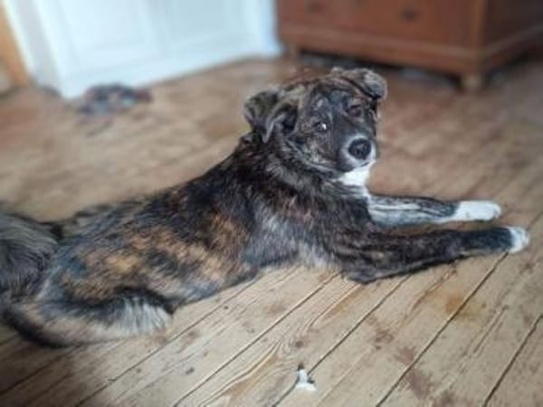 OTTI -kluges Köpfchen sucht sein Zuhause