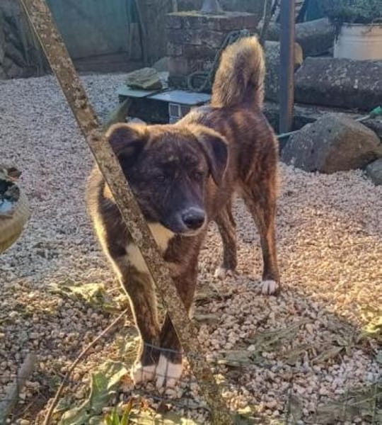 OTTI -kluges Köpfchen sucht sein Zuhause