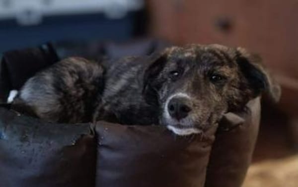 OTTI -kluges Köpfchen sucht sein Zuhause