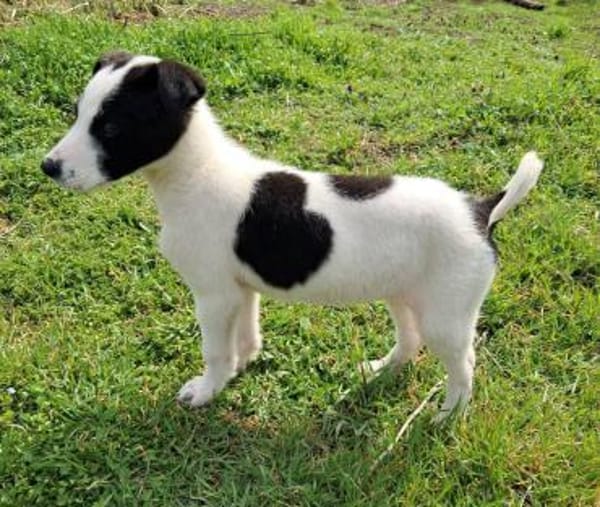 Panda, süßes Hundemädchen sucht Zuhause