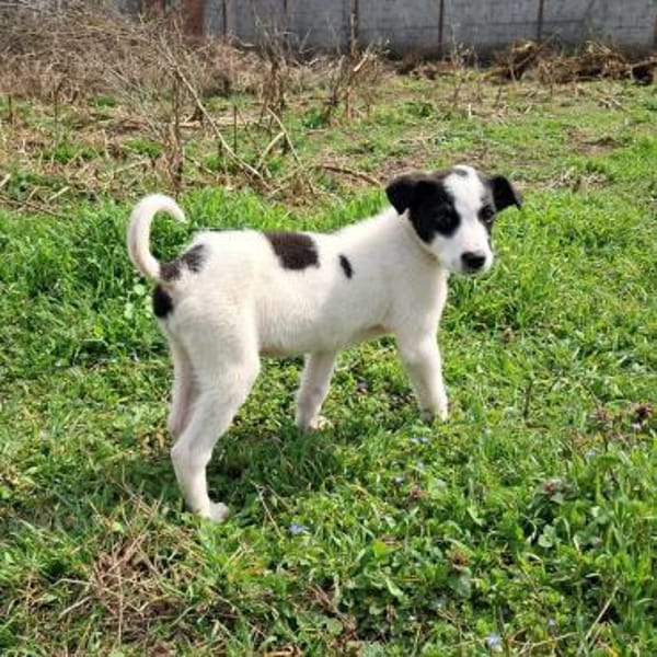 Panda, süßes Hundemädchen sucht Zuhause