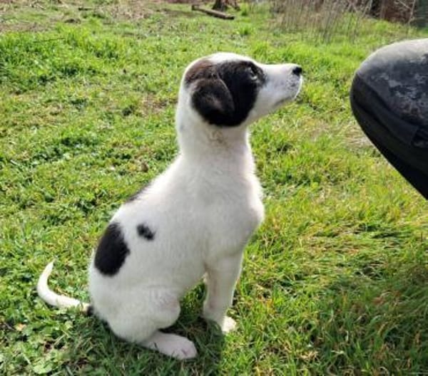 Panda, süßes Hundemädchen sucht Zuhause