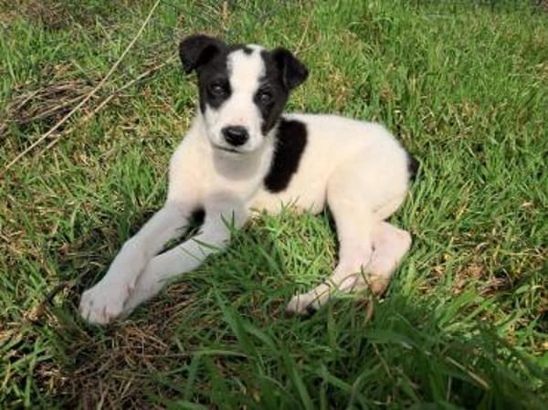 Panda, süßes Hundemädchen sucht Zuhause