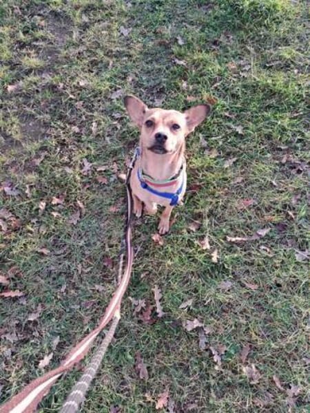 PICCOLA * sucht Frauchen z Pferdestehlen