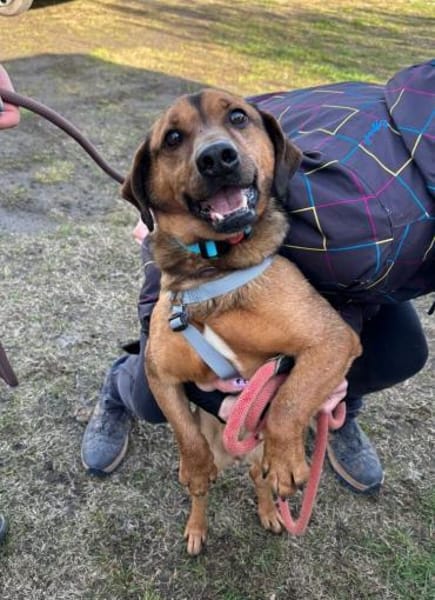 Alejandro ein toller Typ sucht Zuhause