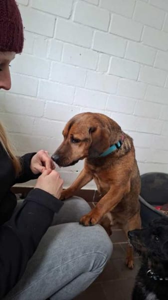 Alejandro ein toller Typ sucht Zuhause